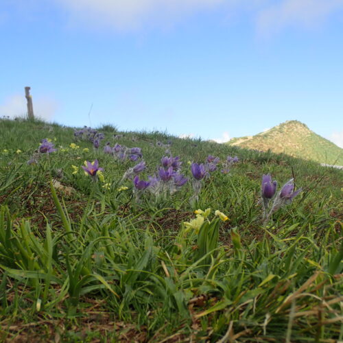Pulsatilles De Haller Champ Pic De Gleize10 06 24.JPG