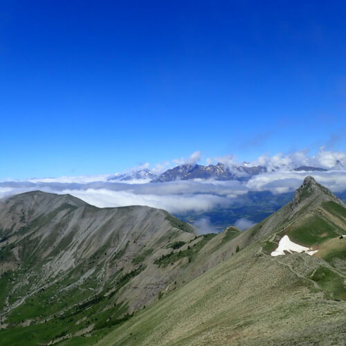 Pulsatilles De Haller Dans Les Pelouses Sommitales