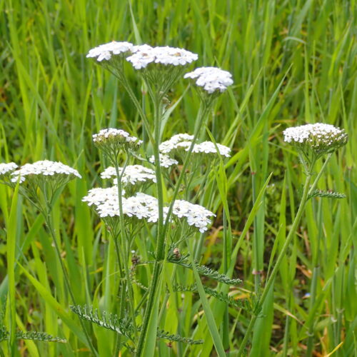 Achillea Millefolium34