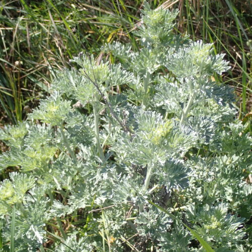 Artemisia Absinthium