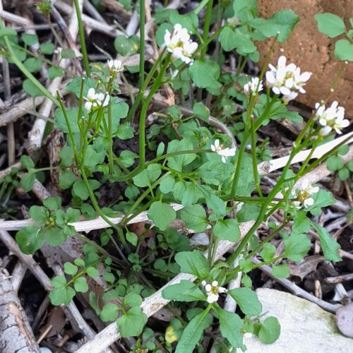 Cardamine Hirsuta