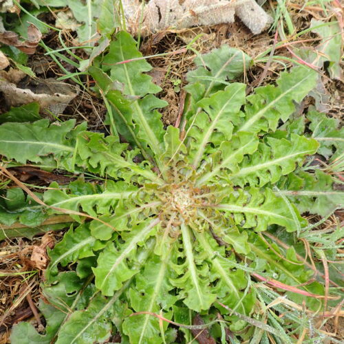 Crepis Vesicaria3
