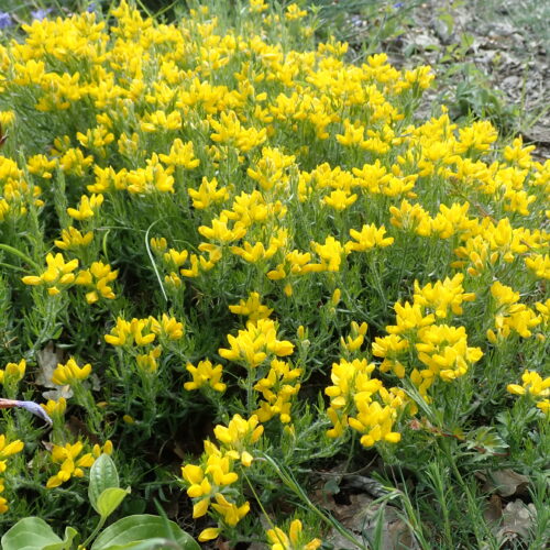 Genista Hispanica
