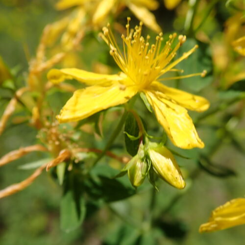 Hypericum Perforatum Gorges Riou 5 7 231