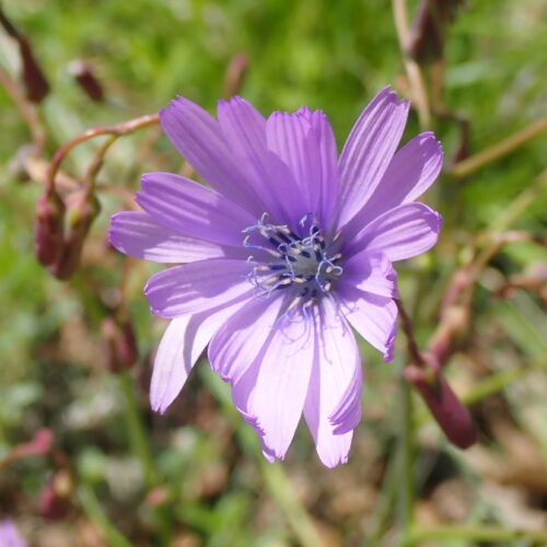 Lactuca Perennis 1
