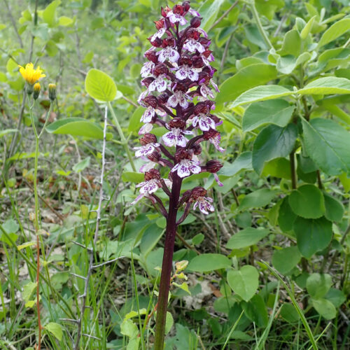 Orchis Ustulata 1