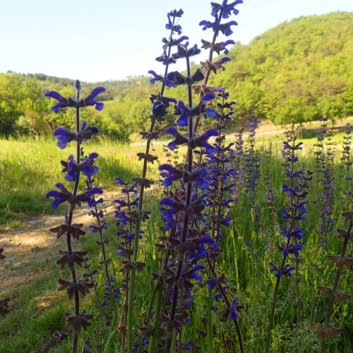 Salvia Pratensis Montfuron