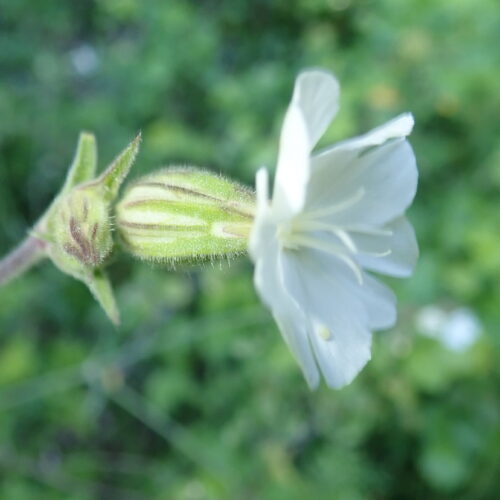 Silene Vulgaris