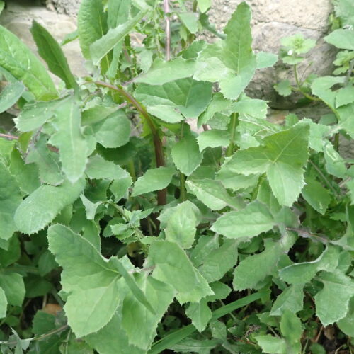 Sonchus Oleraceus Laiteron Des Maraichers