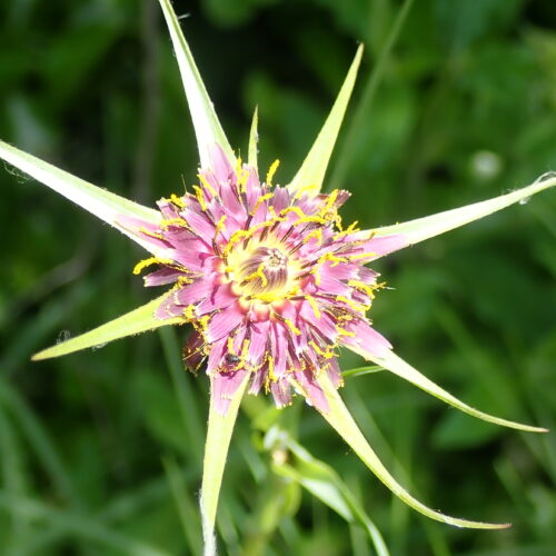 Tragopogon Pratensis