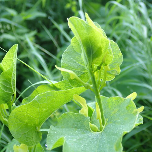 Aristolochia Clematitis Laye
