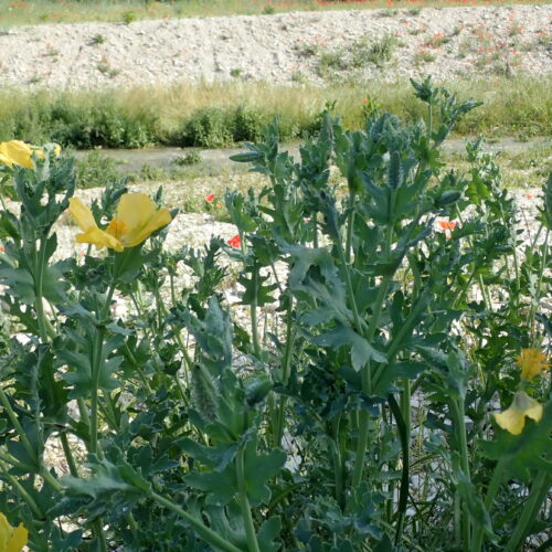 Glaucium Flavum Laye