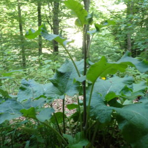 Arctium Nemerosum