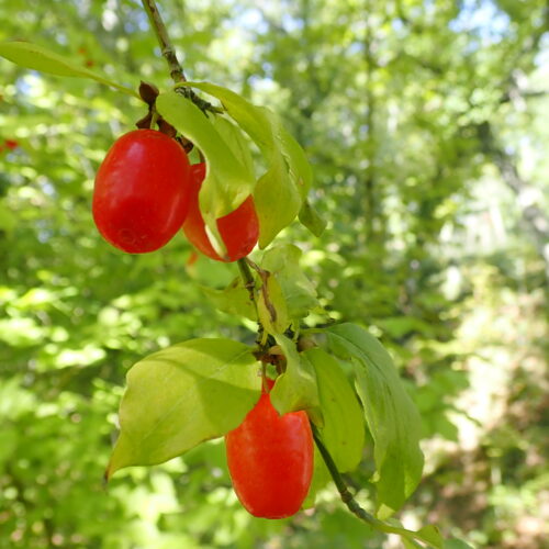 Cornus Mas Fontienne 08 09 25