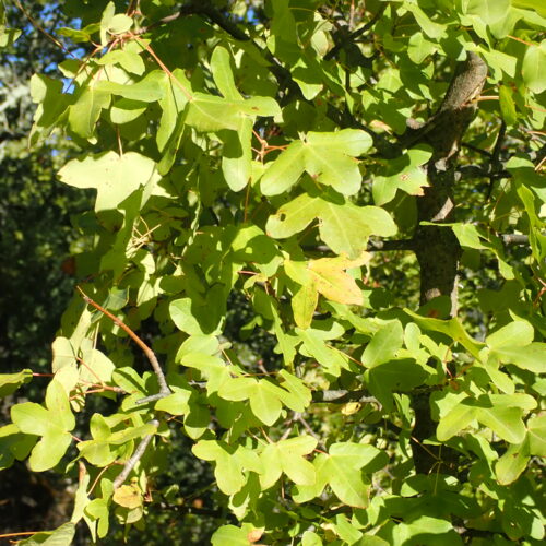 Acer Monspessulanus Vallee Du Largue 29 9 24