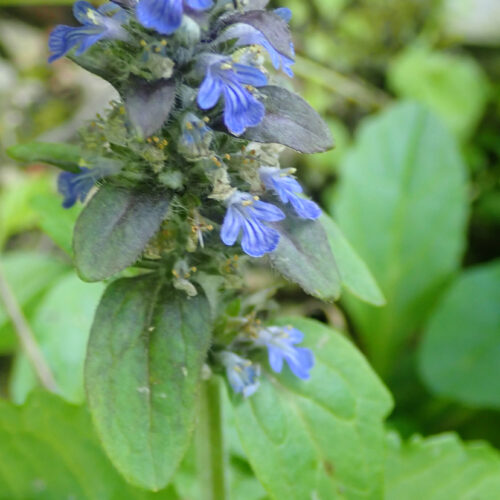 Ajuga Reptans