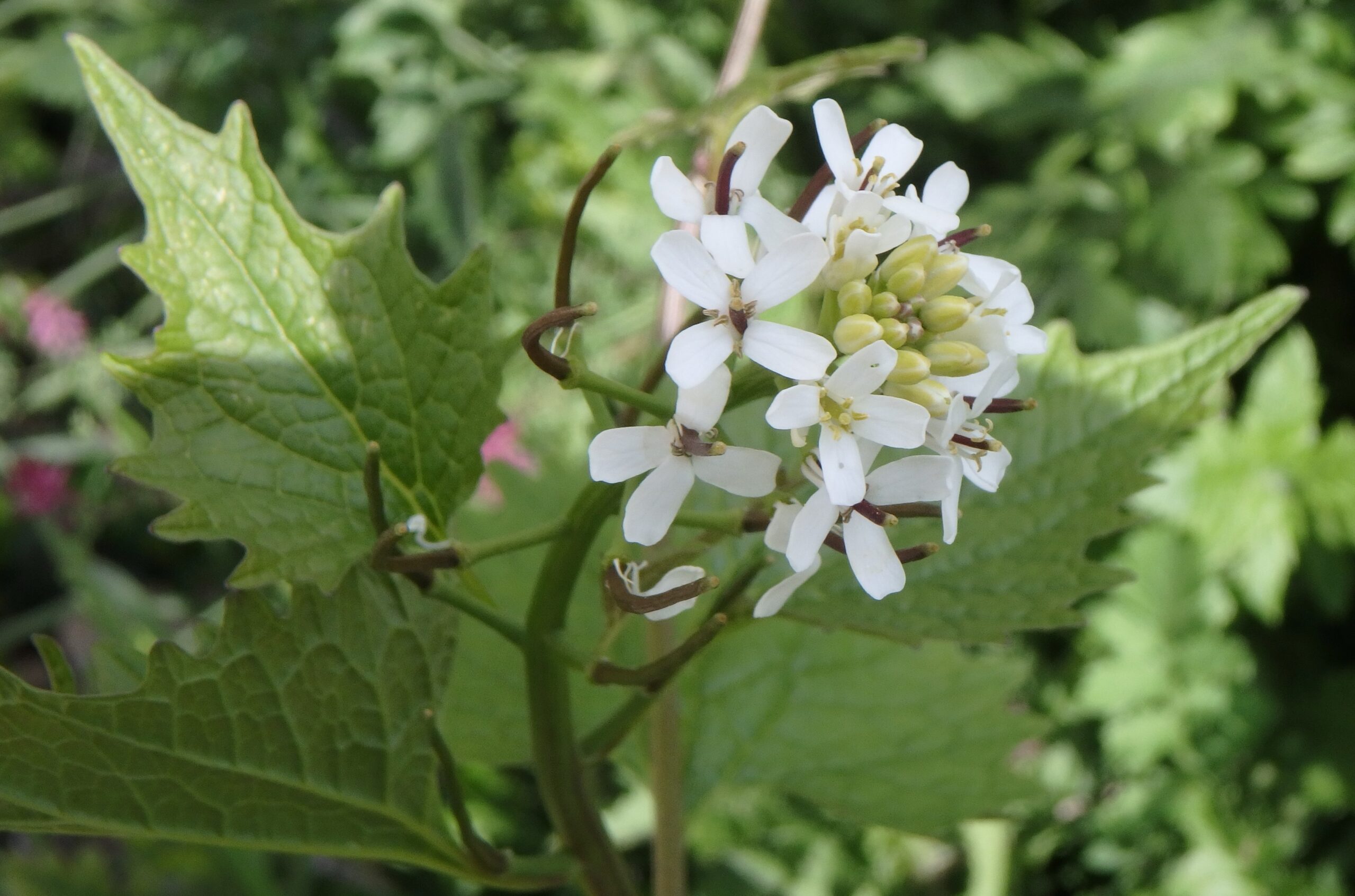 Alliaire Alliaria Petiolata