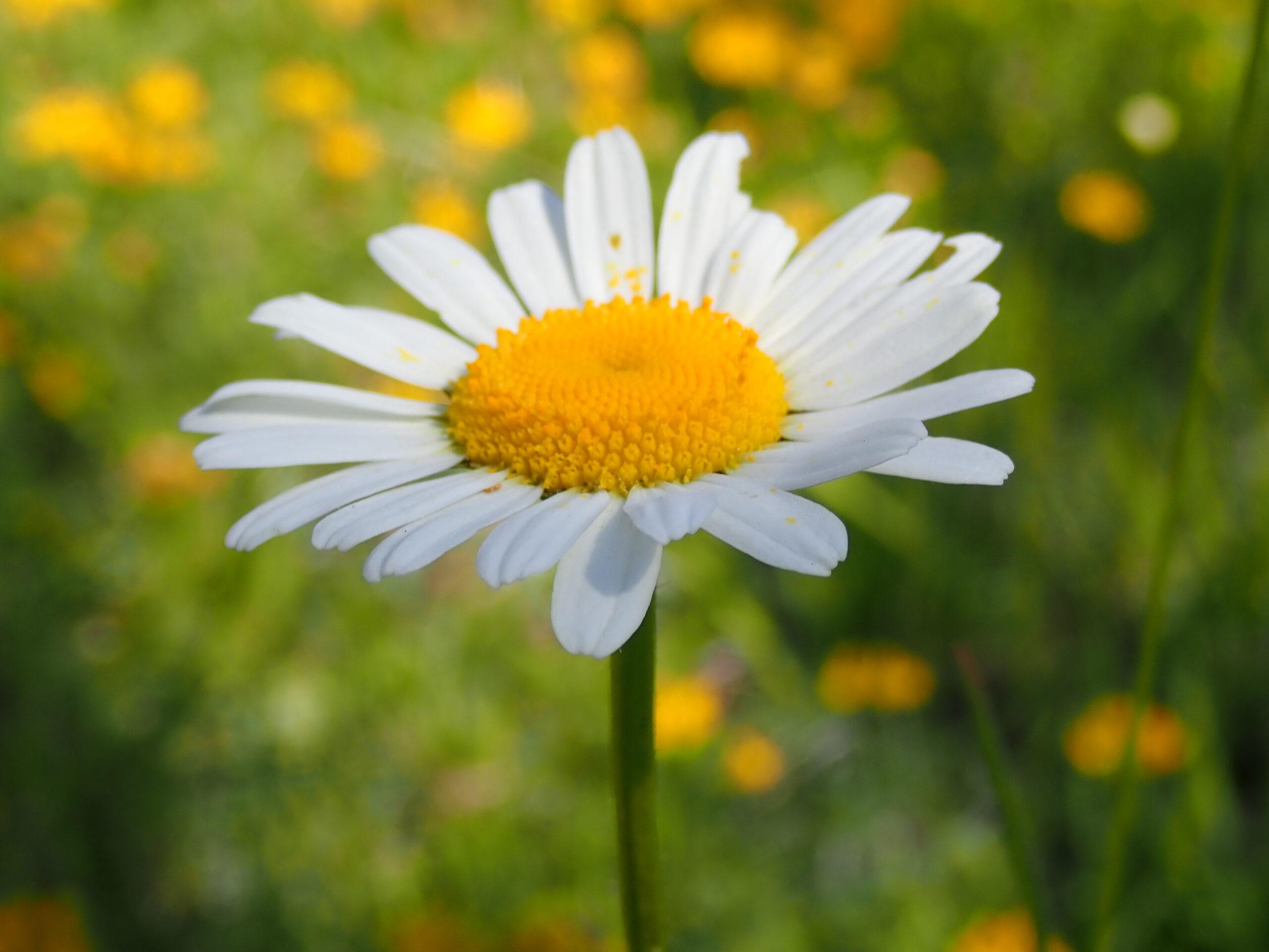 Anthemis Arvensis Fausse Camomille
