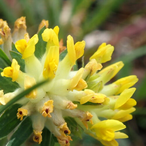 Anthyllis Vulneraria Macro