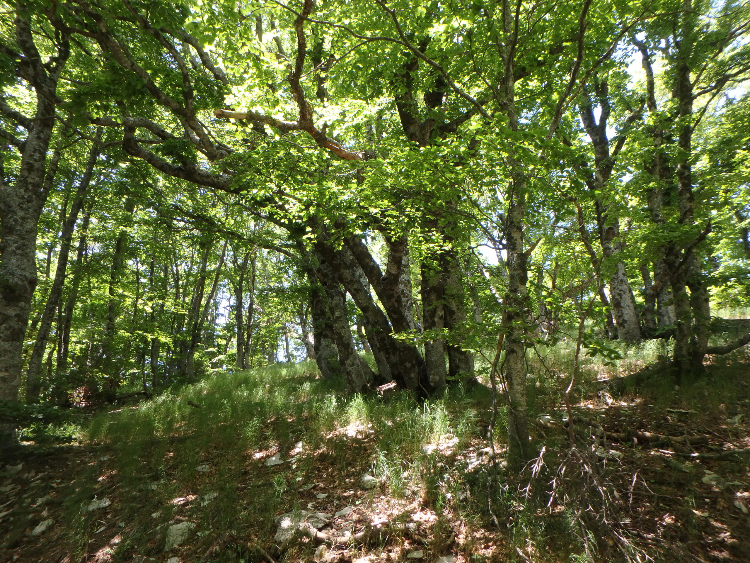 Arbres Notre Dame De Lure