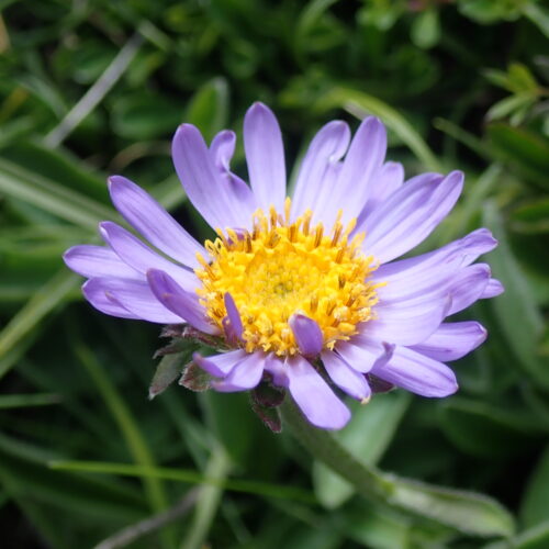 Aster Alpinus