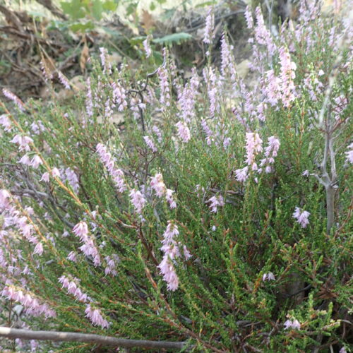 Calluna Vulgaris Vallee Du Largue 12 9 25