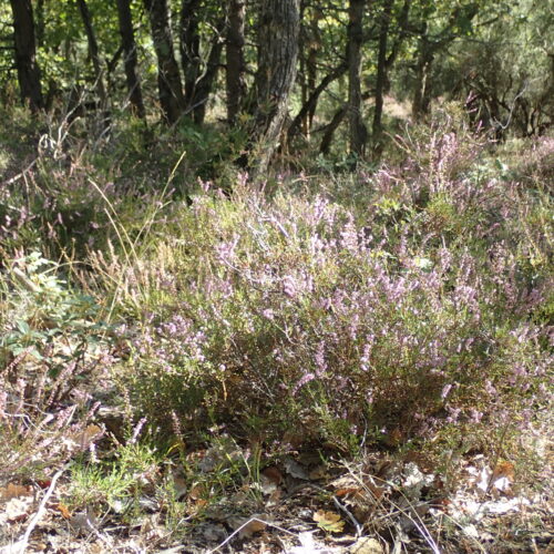 Calluna Vulgaris Vallee Du Largue 29 9 24