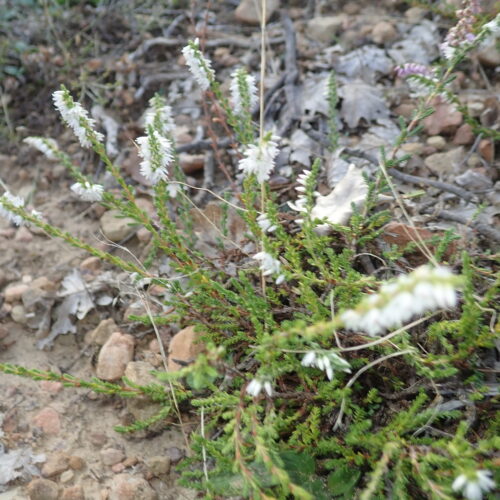 Calluna Vulgaris Hypochrome