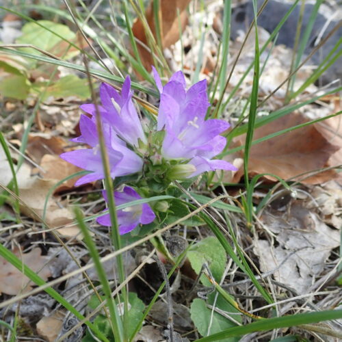 Campanula Glomerata