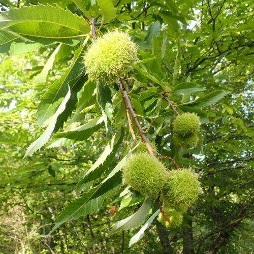 Castanea Sativa Vallee Du Largue 12 9 25