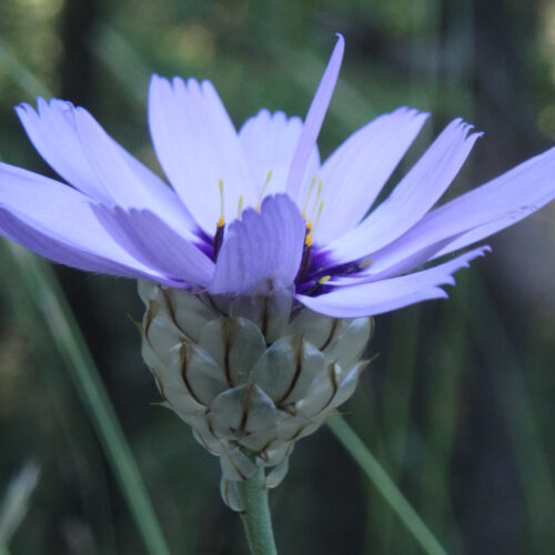 Catananche Caerulea3.JPG.JPG