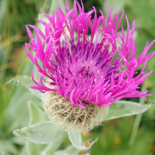 Centaurea Uniflora Col Agnel 2