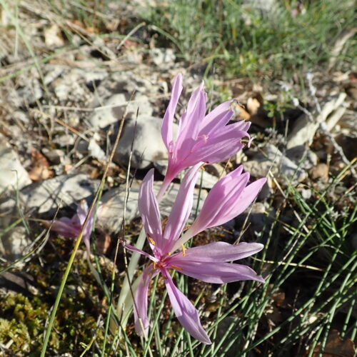 Colchicum Automnale Vallee Du Largue 29 9 24