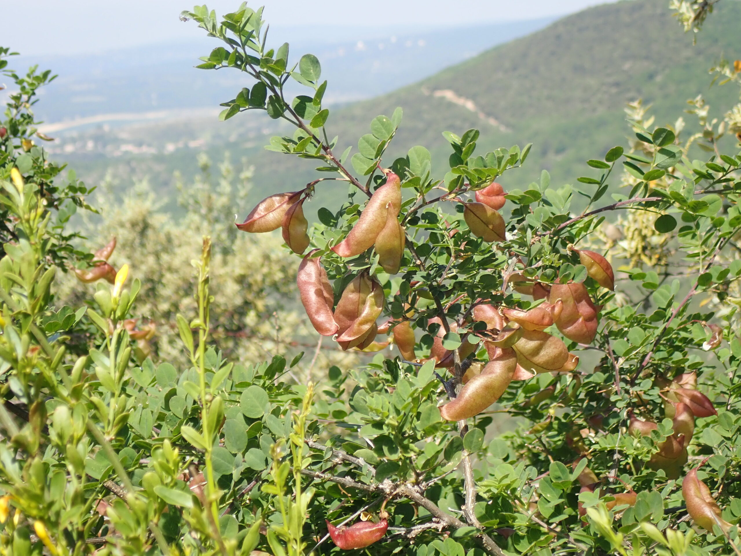 Coluta Arborescens Baguenaudier 1