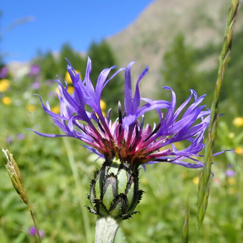 Cyanus MontanusCondamine