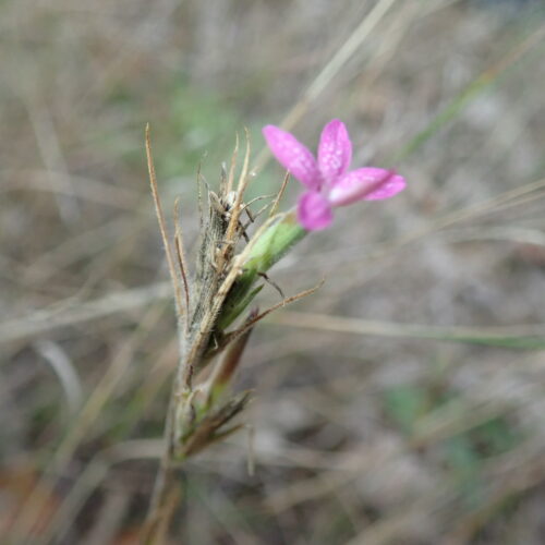 Dianthus Armeria