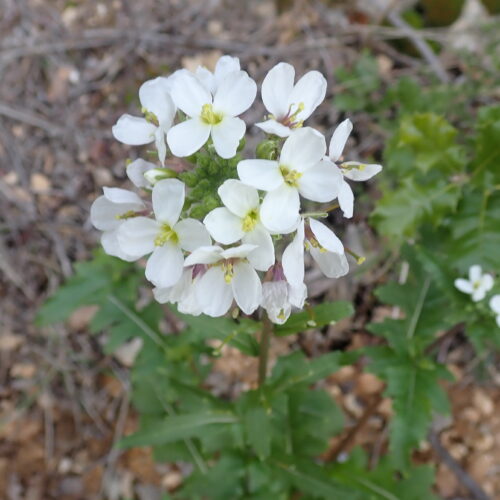 Diplotaxis Erucoides 2024 Fleur