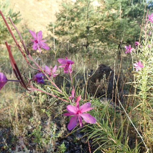 Epilobium Rosmarinifolium Vallee Du Largue 29 9 24