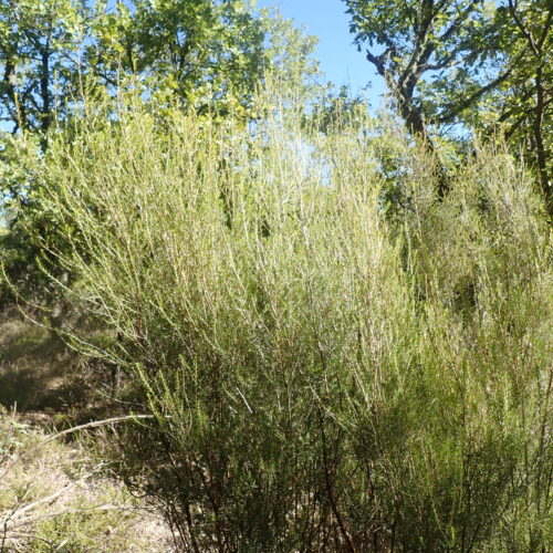 Erica Scoparia Bruyere A Balai Vallee Du Largue 29 9 24