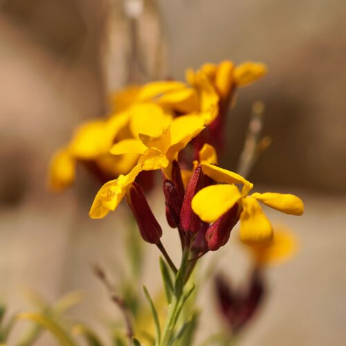 Erysimum Cheiri Giroflee Des Murailles 1