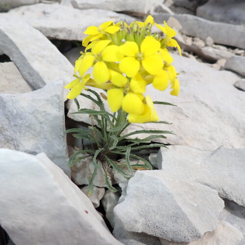 Erysimum Rhaeticum Velar De Suisse1