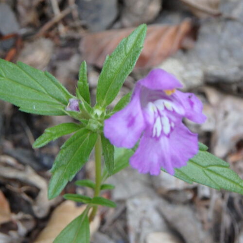 Galeopsis Angustifolia
