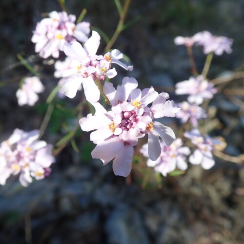 Iberis Linifolia Vallee Du Largue 29 9 24