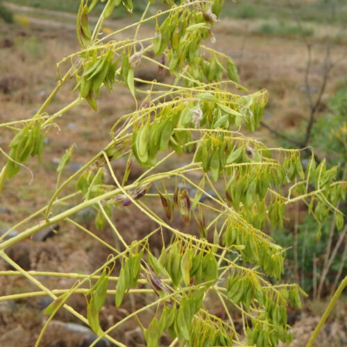 Isatis Tinctoria Pastel Des Teinturiers Fruits
