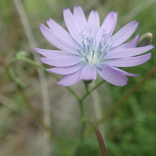 Lactuca Perennis 1 Noyers 18 05 24