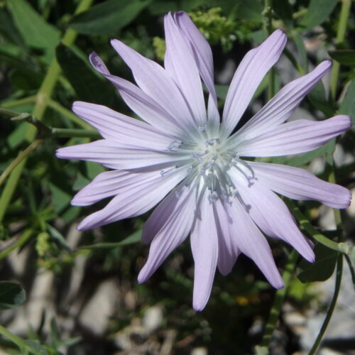 Lactuca Perennis Laurige