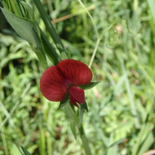 Lathyrus Cicera Jarosse