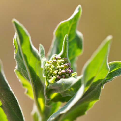 Lepidium Draba Lurs 2022