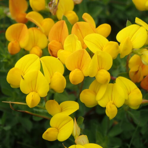 Lotus Corniculatus Lotier Cornicule