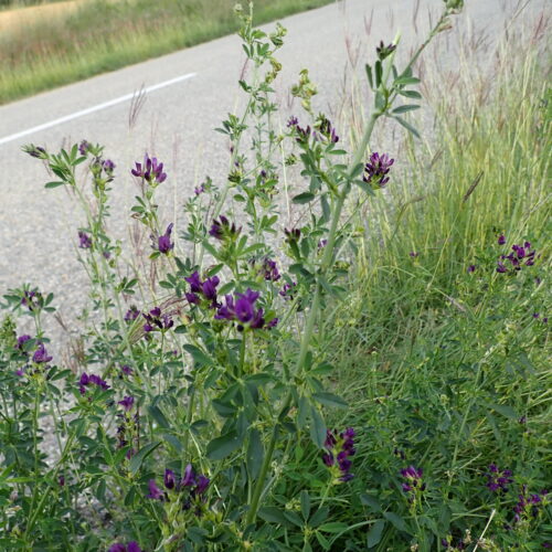 Medicago Sativa Luzerne Cultivee